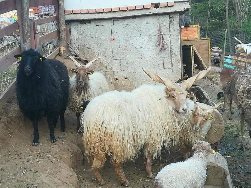 Vile Jefimija Vranje Exterior foto