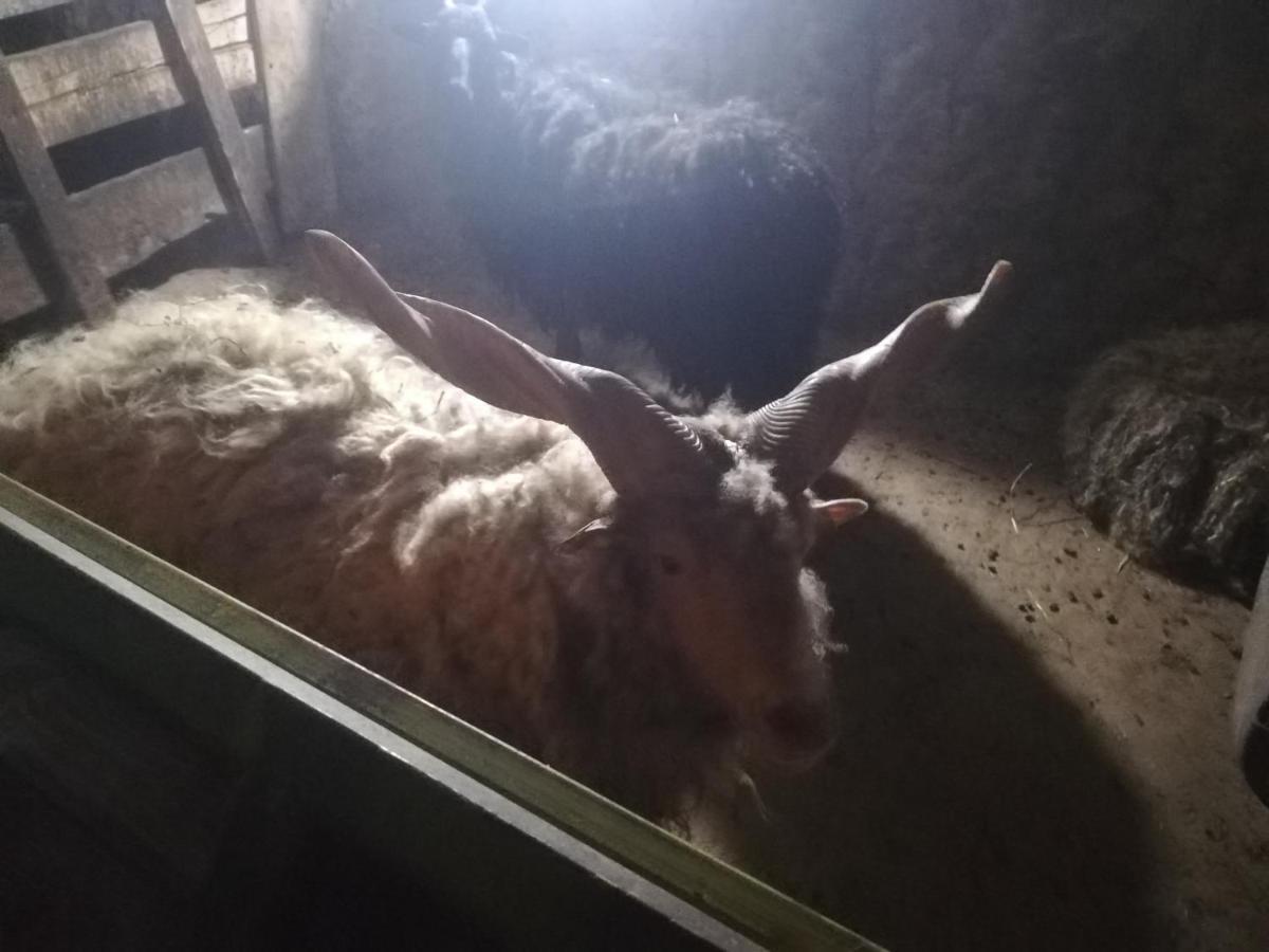 Vile Jefimija Vranje Exterior foto